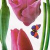 Amazing Flourish - Wall Decals Stickers Appliques Home Decor - HEMU-LD-8051